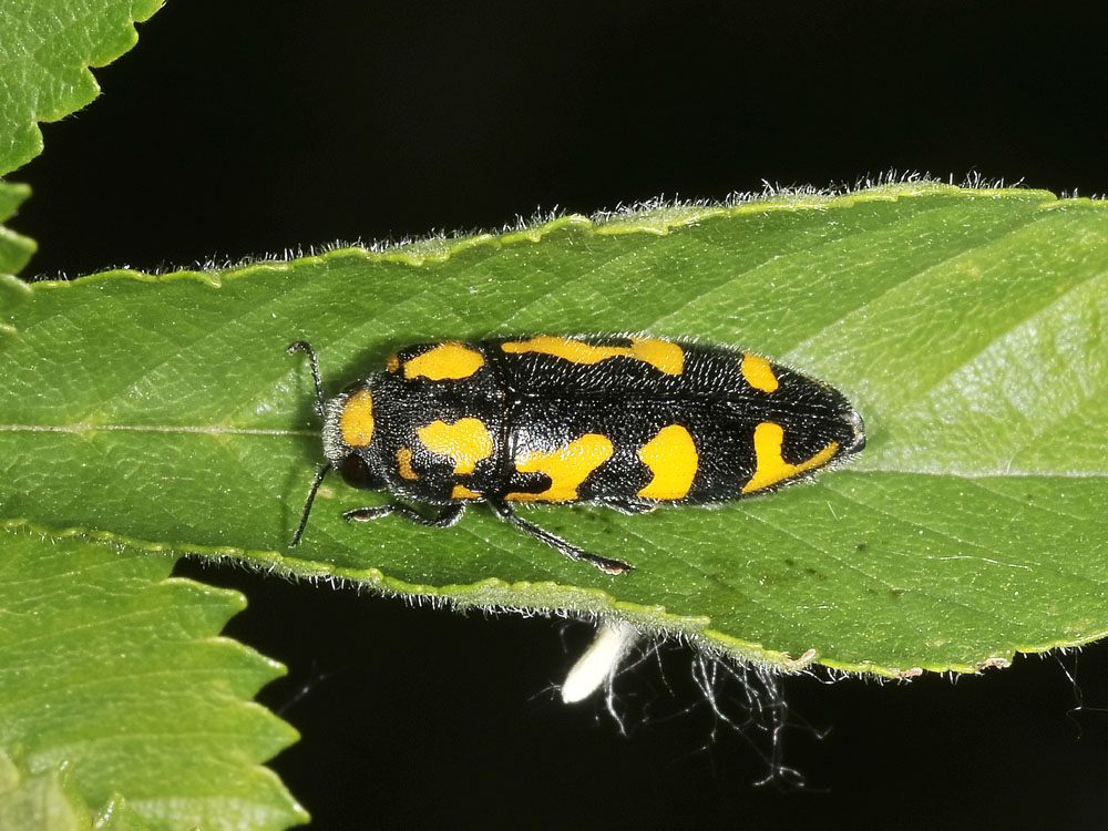 Ptosima undecimmaculata? (Buprestidae) con alcune variazioni